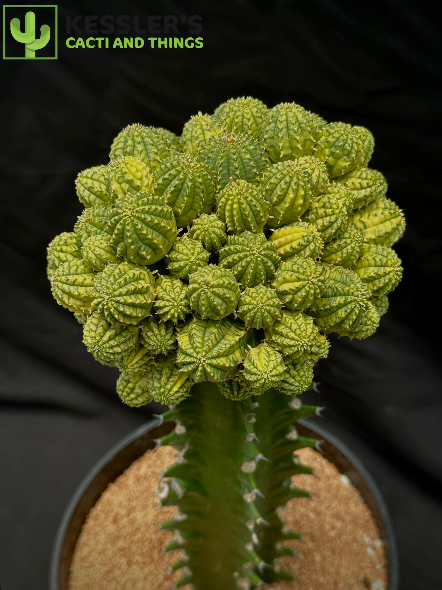 Grafted Variegated Euphorbia Obesa