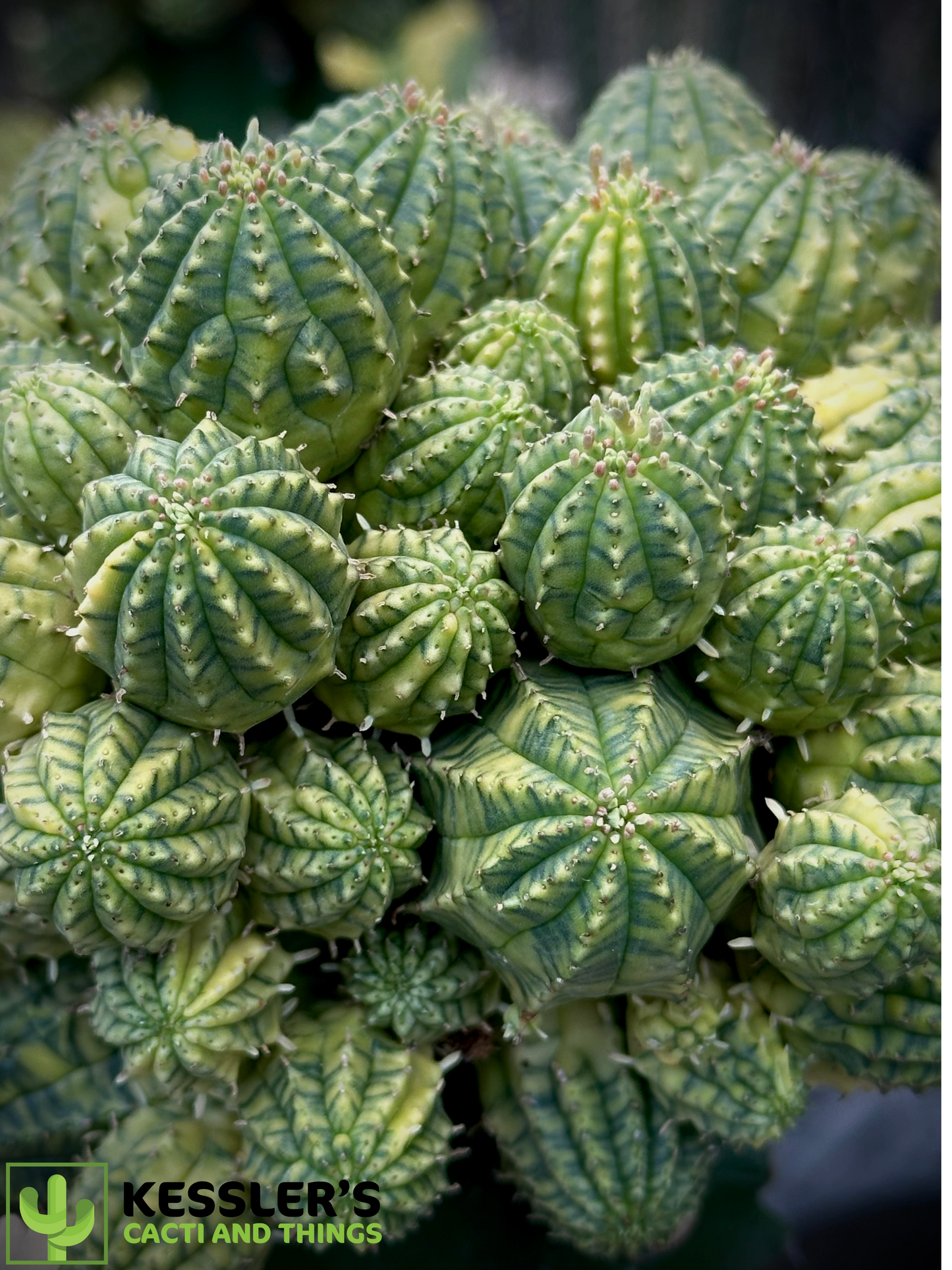 Grafted Variegated Euphorbia Obesa