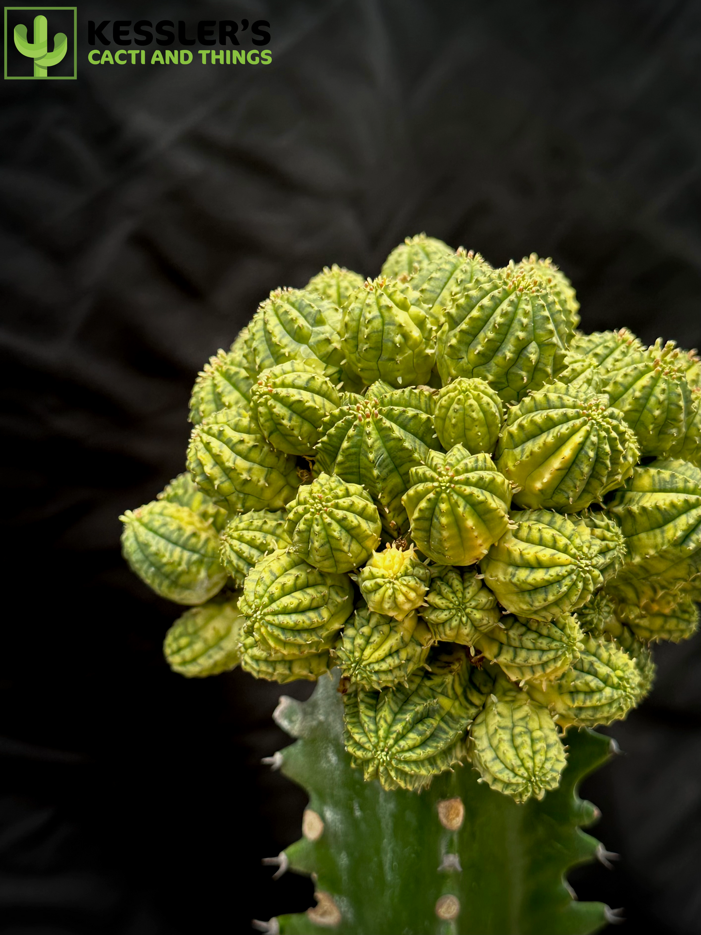 Grafted Variegated Euphorbia Obesa