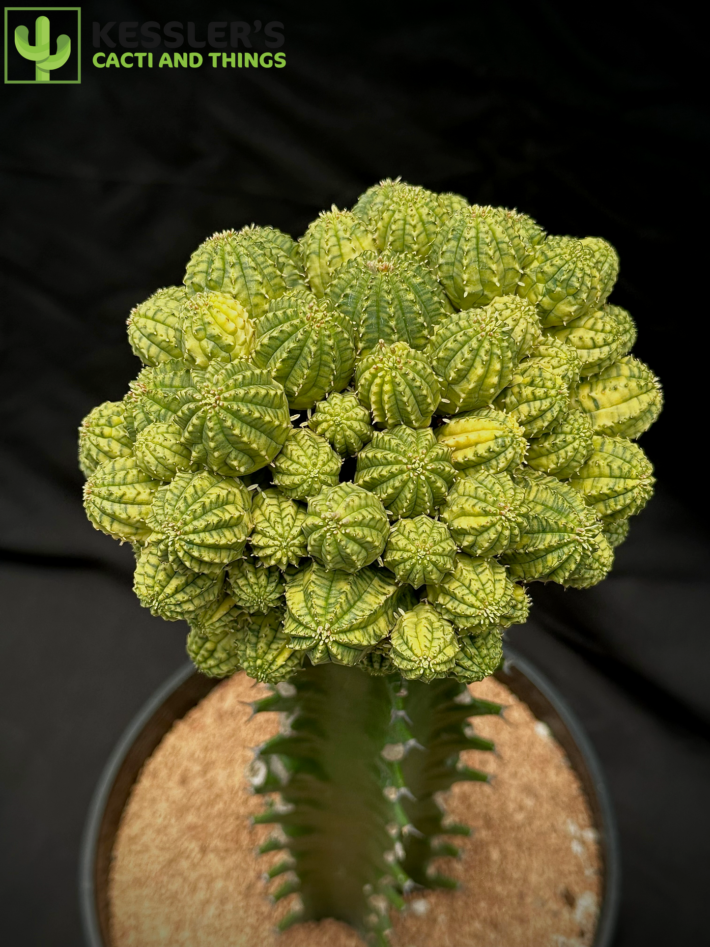 Grafted Variegated Euphorbia Obesa