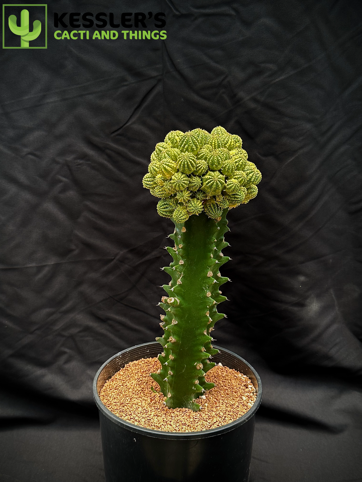 Grafted Variegated Euphorbia Obesa