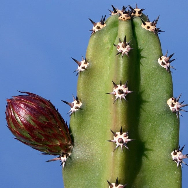 a budding Harrisia Jusbertii