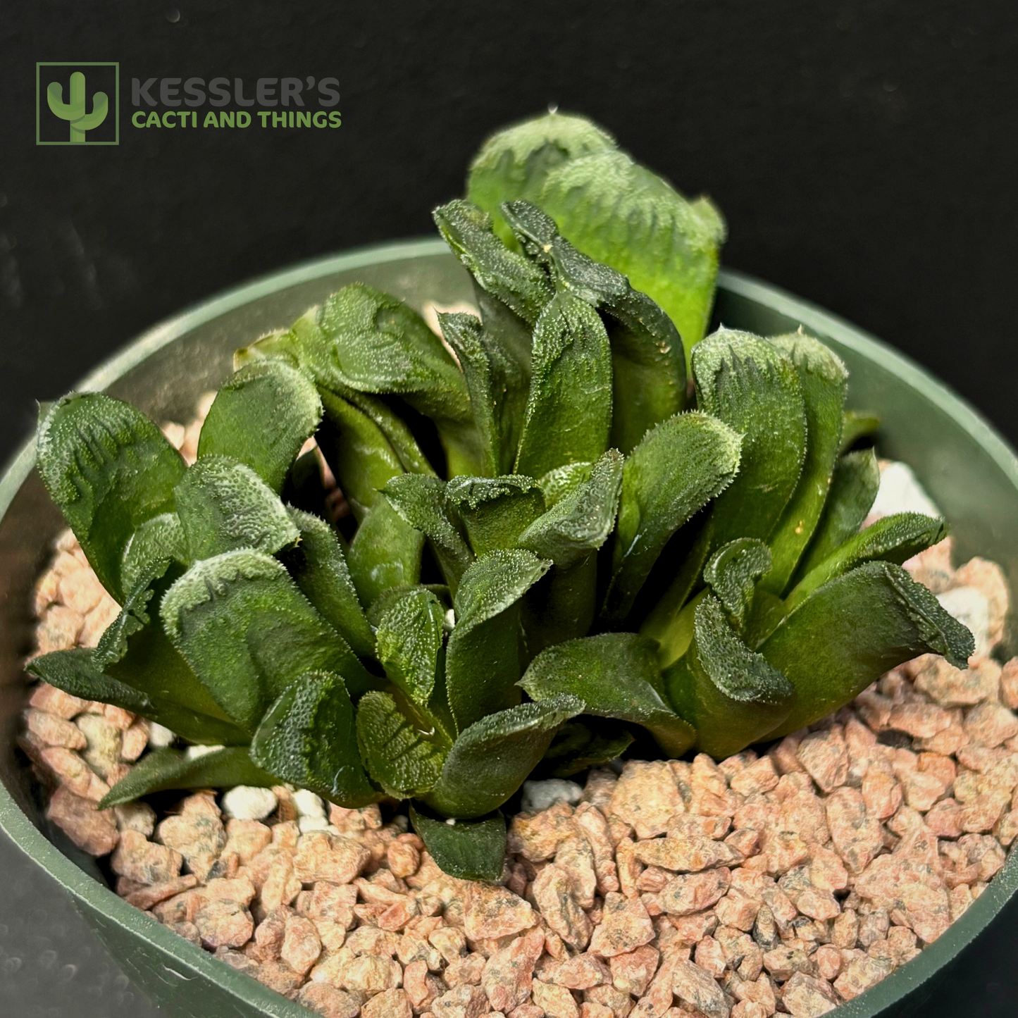 Haworthia Truncata Maughanii