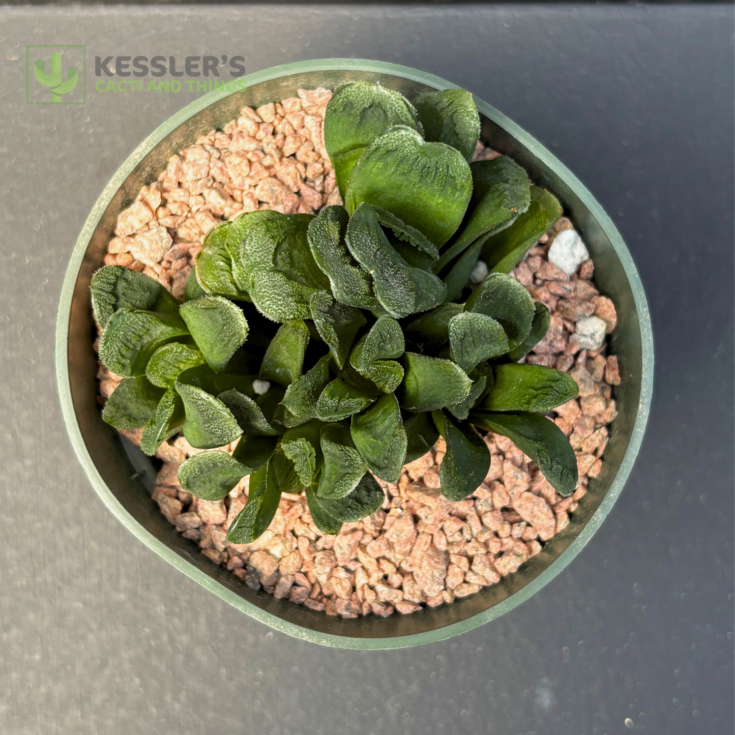 Haworthia Truncata Maughanii