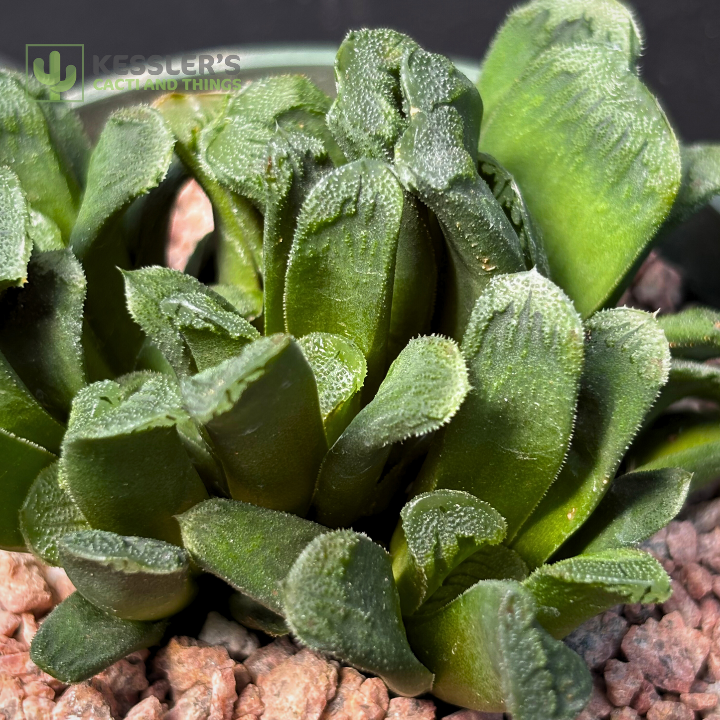 Haworthia Truncata Maughanii