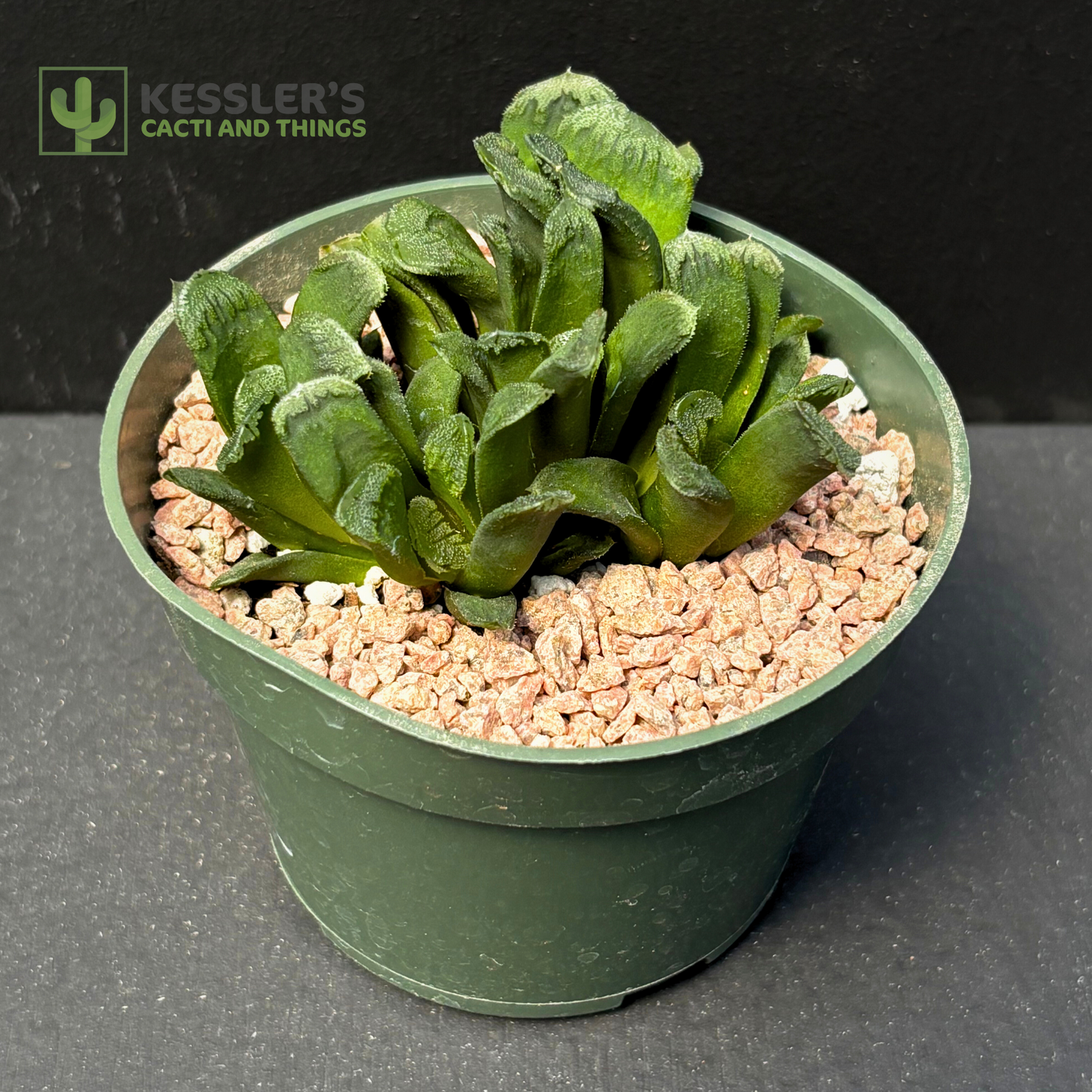 Haworthia Truncata Maughanii