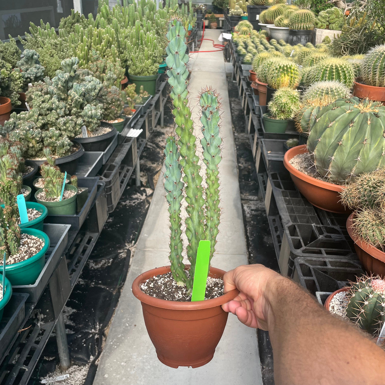 types of cereus cactus Cereus Peruvianus Monstrose (Crested Apple Cactus)
