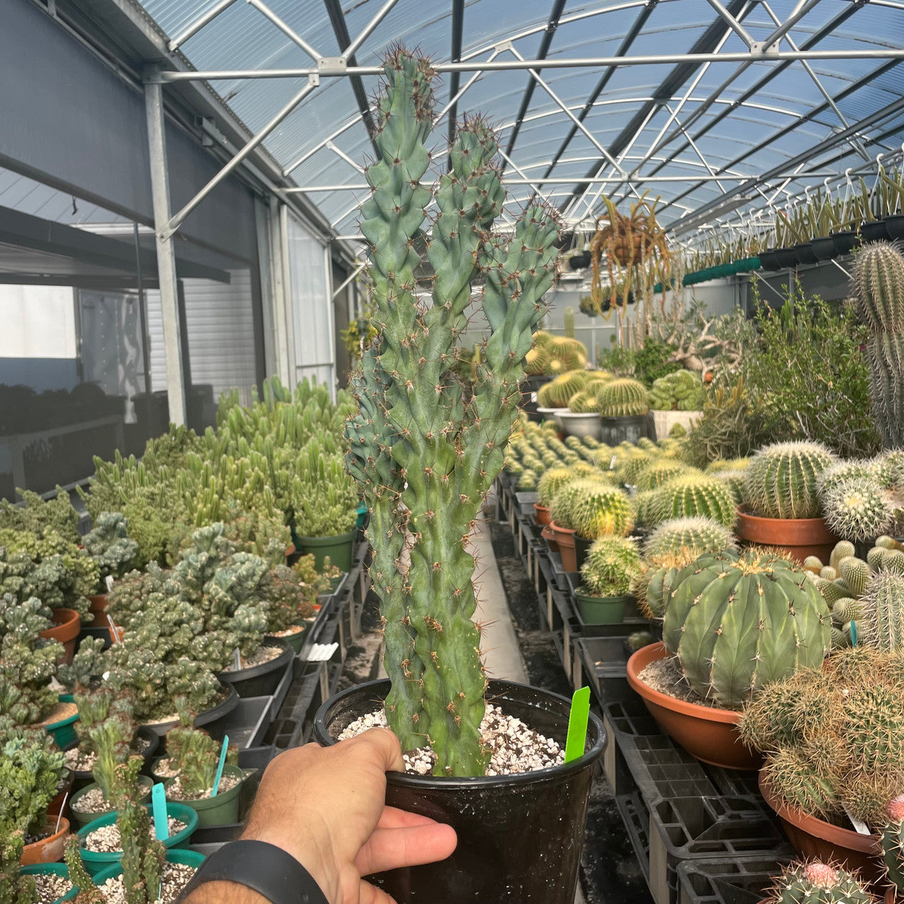 a Cereus Peruvianus Monstrose (Apple Cactus) showcasing its contorted, thick green stems and undulating ridges