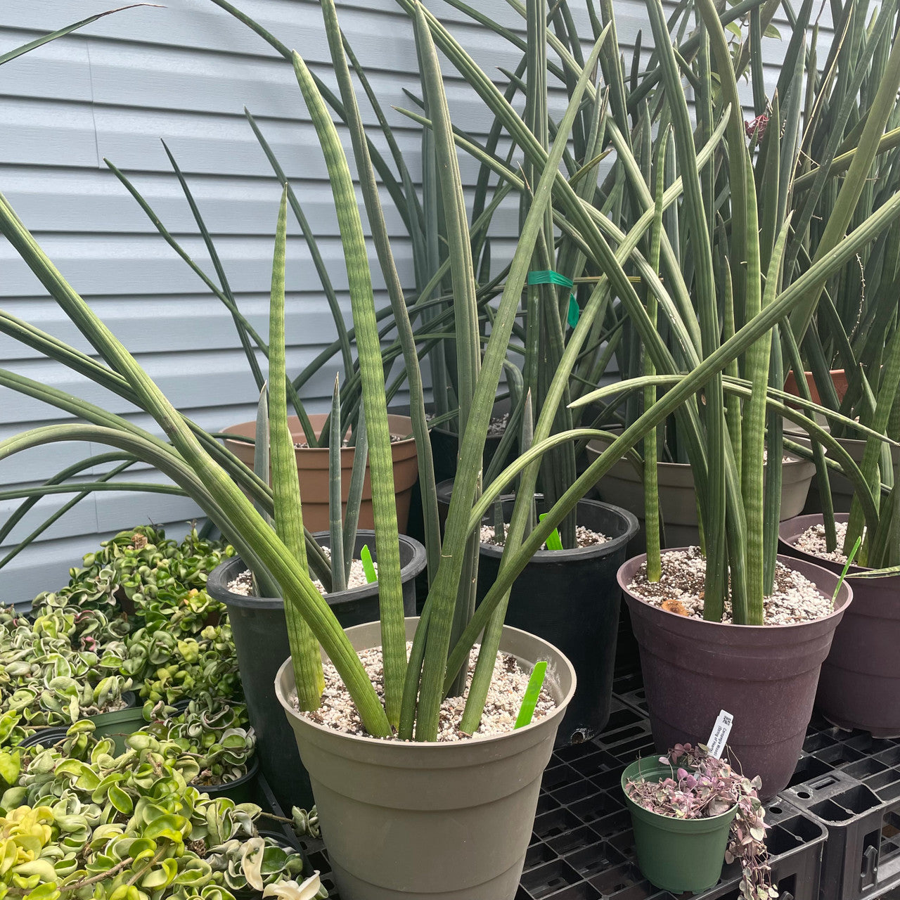 A Sansevieria Cylindrica potted