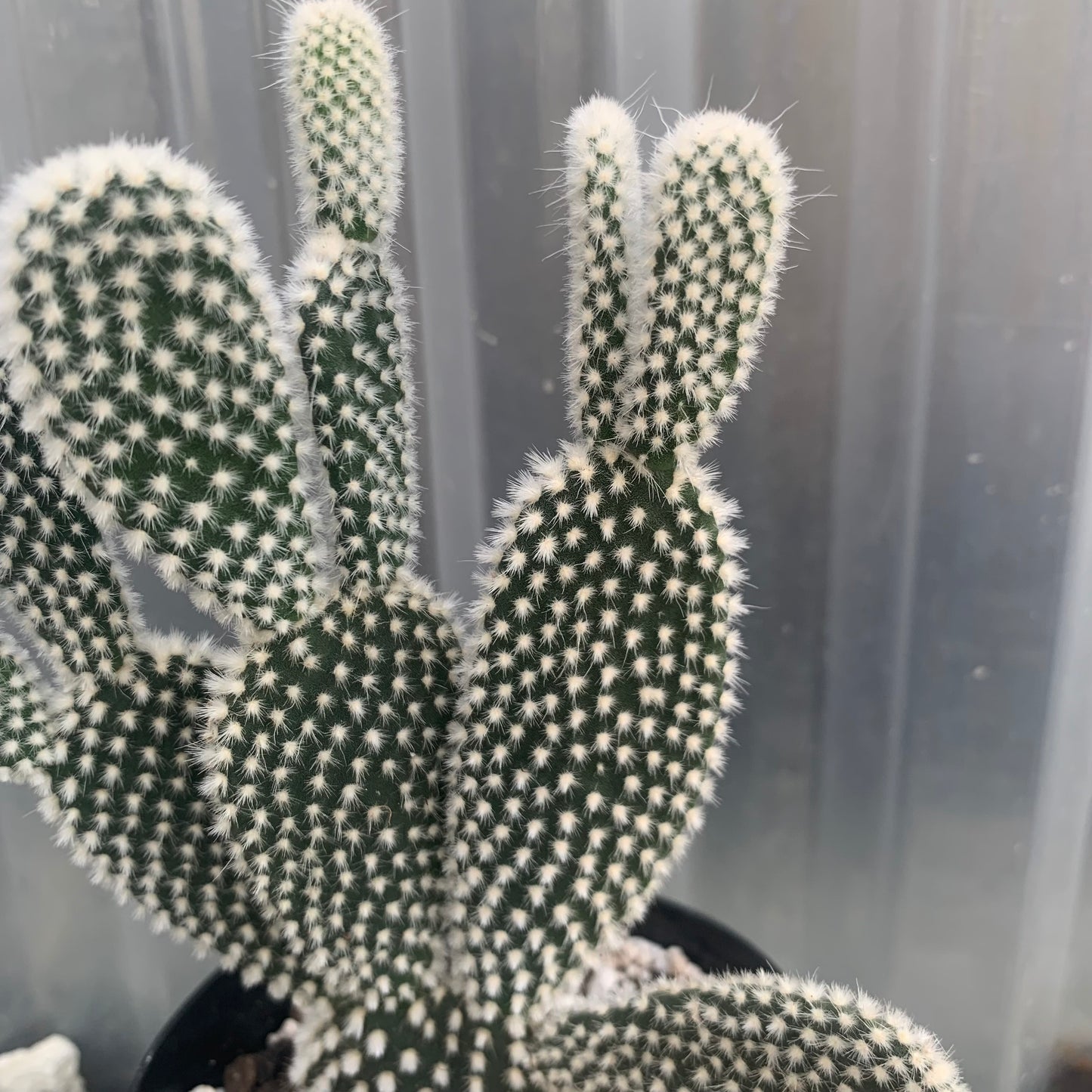 Opuntia Microdasys Var. Albispina (White Bunny Ears)