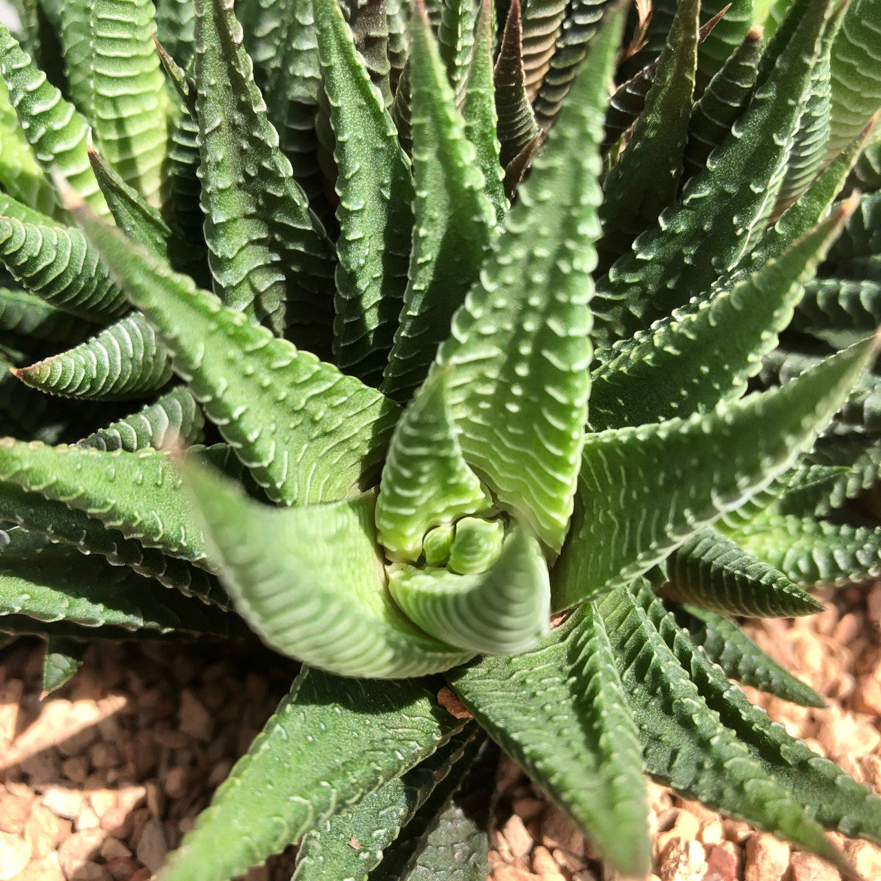Close up Haworthia Limifolia