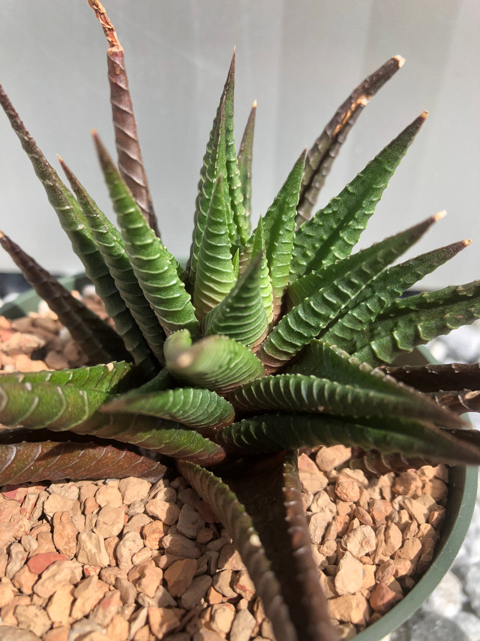 Small 4 inch pot of Haworthia Limifolia