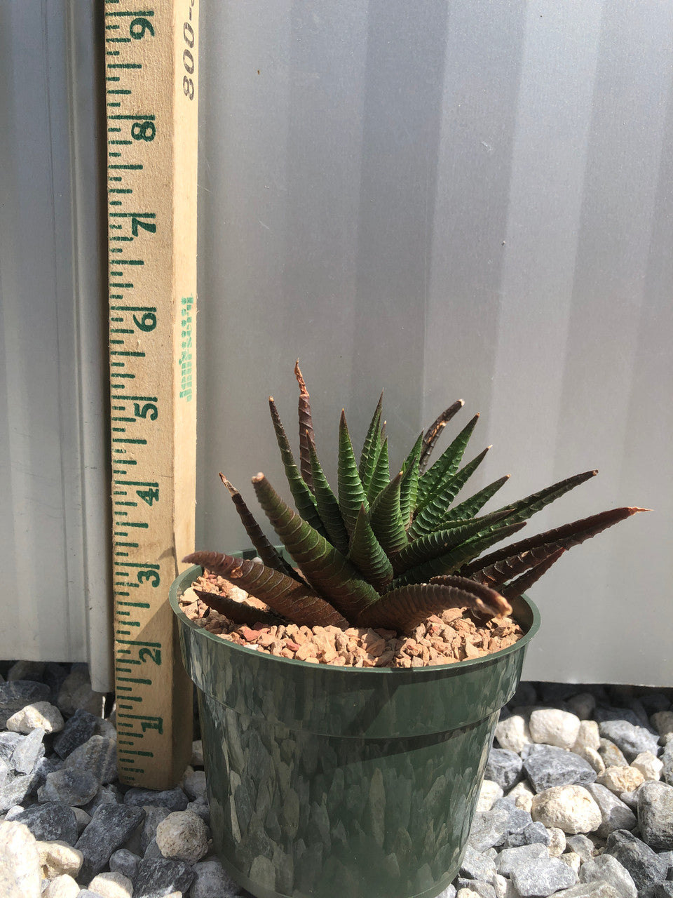 Small 4 inch pot of Haworthia Limifolia with measuring stick