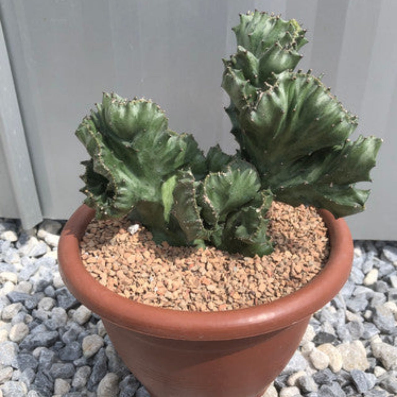 Euphorbia Lactea Cristata (Brain Cactus)- 7 Inch Pot