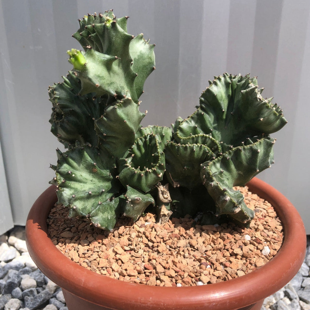 Euphorbia Lactea Cristata (Brain Cactus)