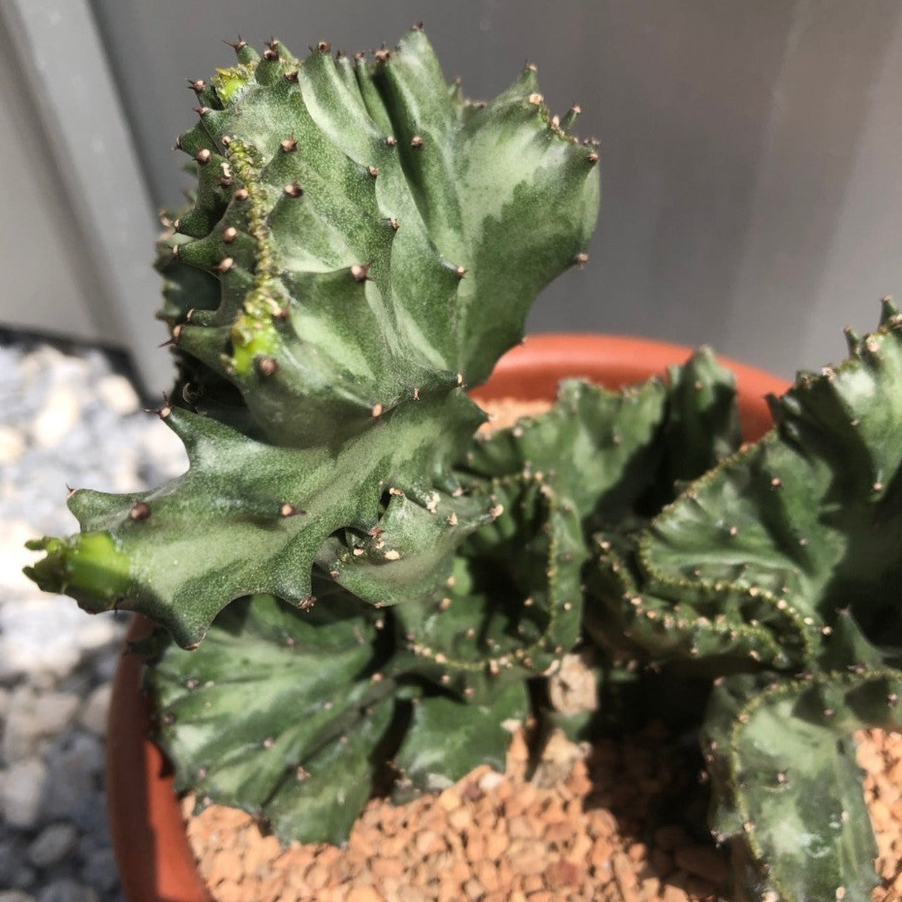 Euphorbia Lactea Cristata (Brain Cactus)