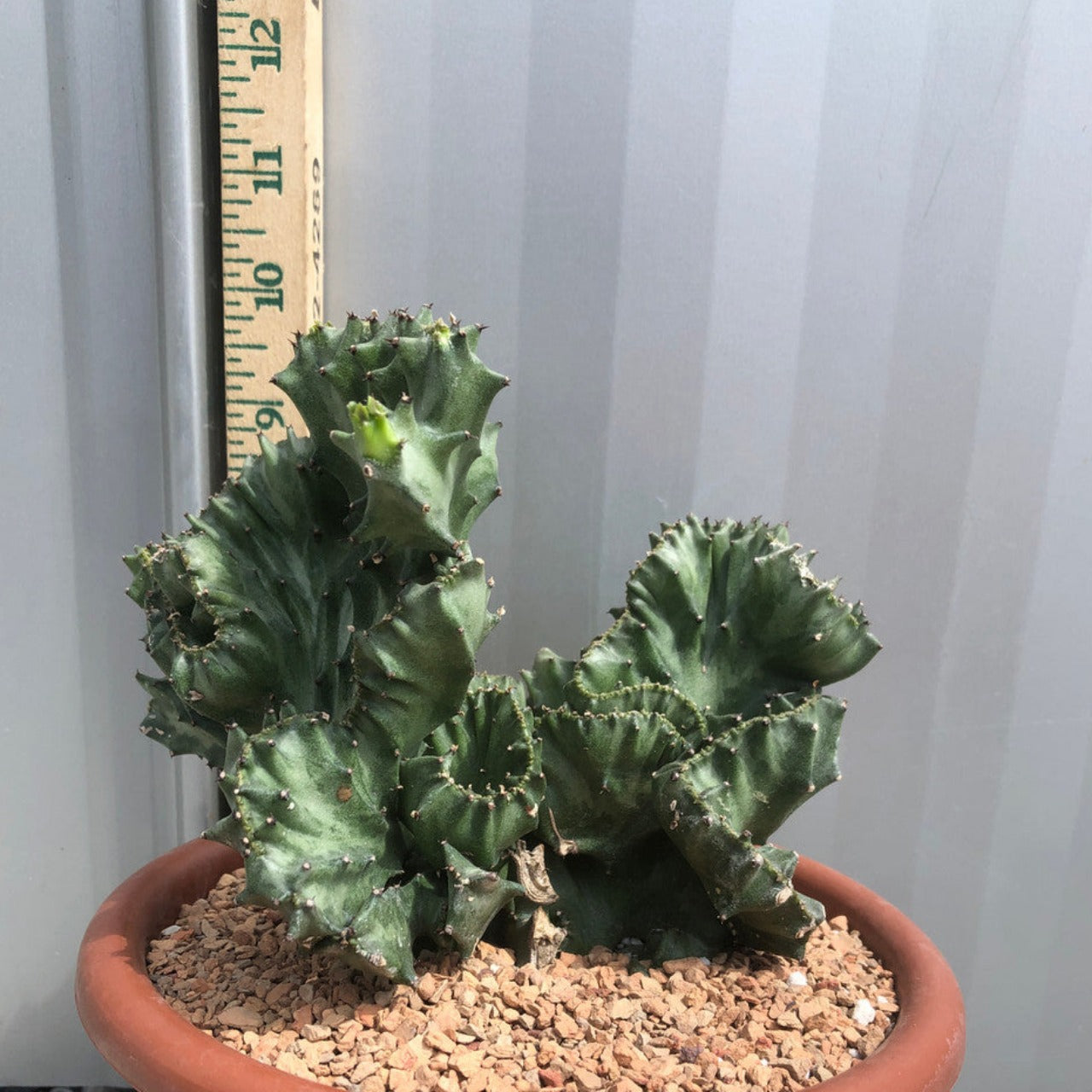Euphorbia Lactea Cristata (Brain Cactus)- 7 Inch Pot