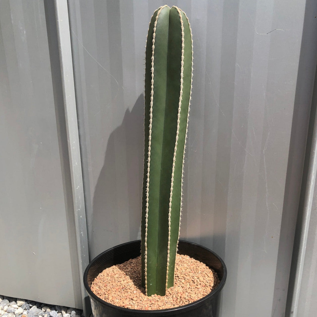 Lophocereus Marginatus (Mexican Fencepost Cactus)