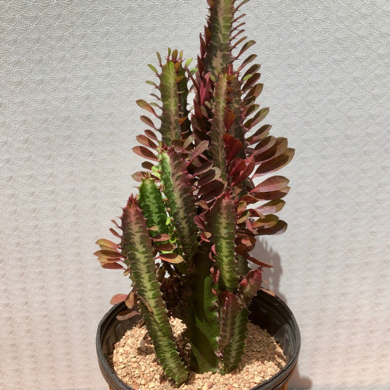 Euphorbia Trigona Rubra