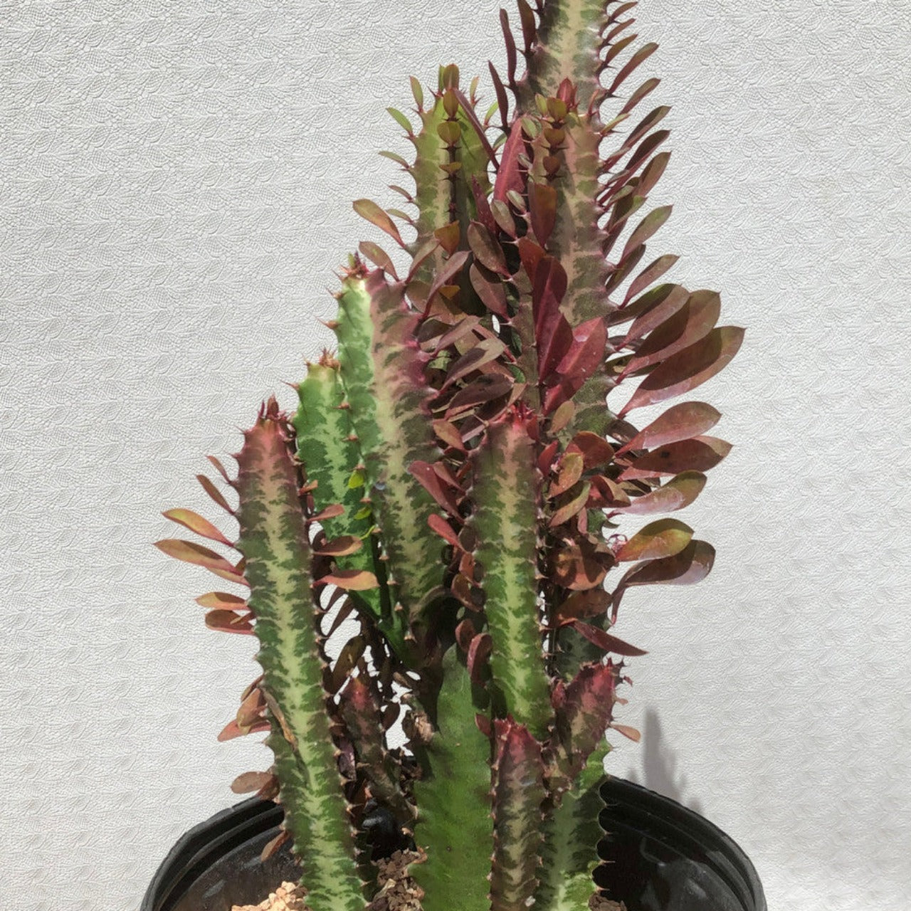 1 Gallon Euphorbia Trigona Rubra