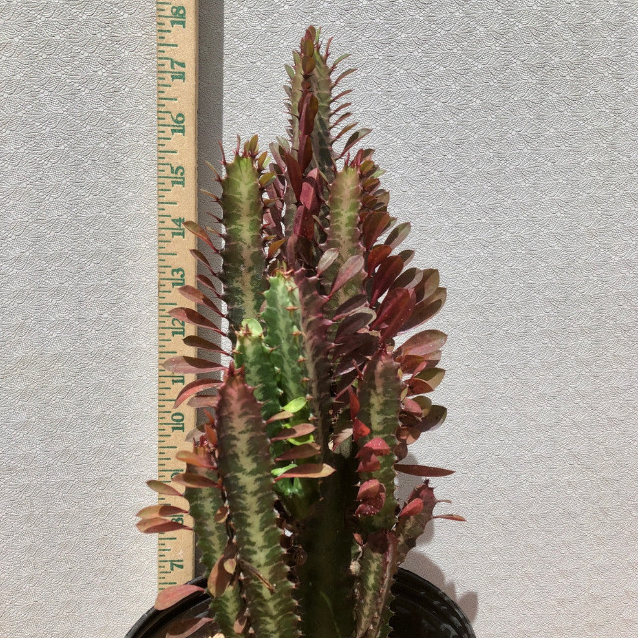 Euphorbia Trigona Rubra with a measuring stick
