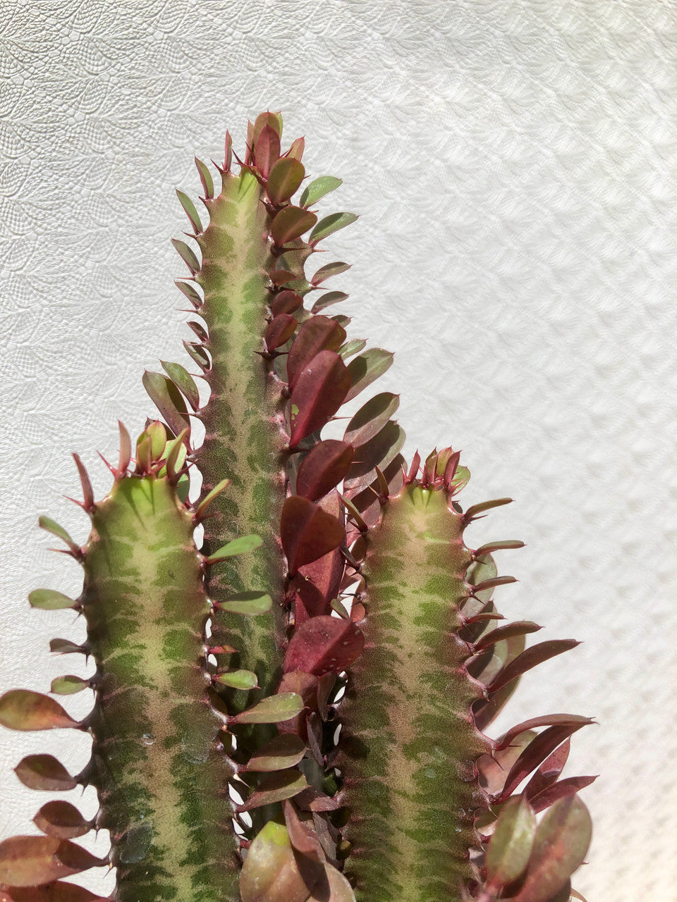 Euphorbia Trigona Rubra up close