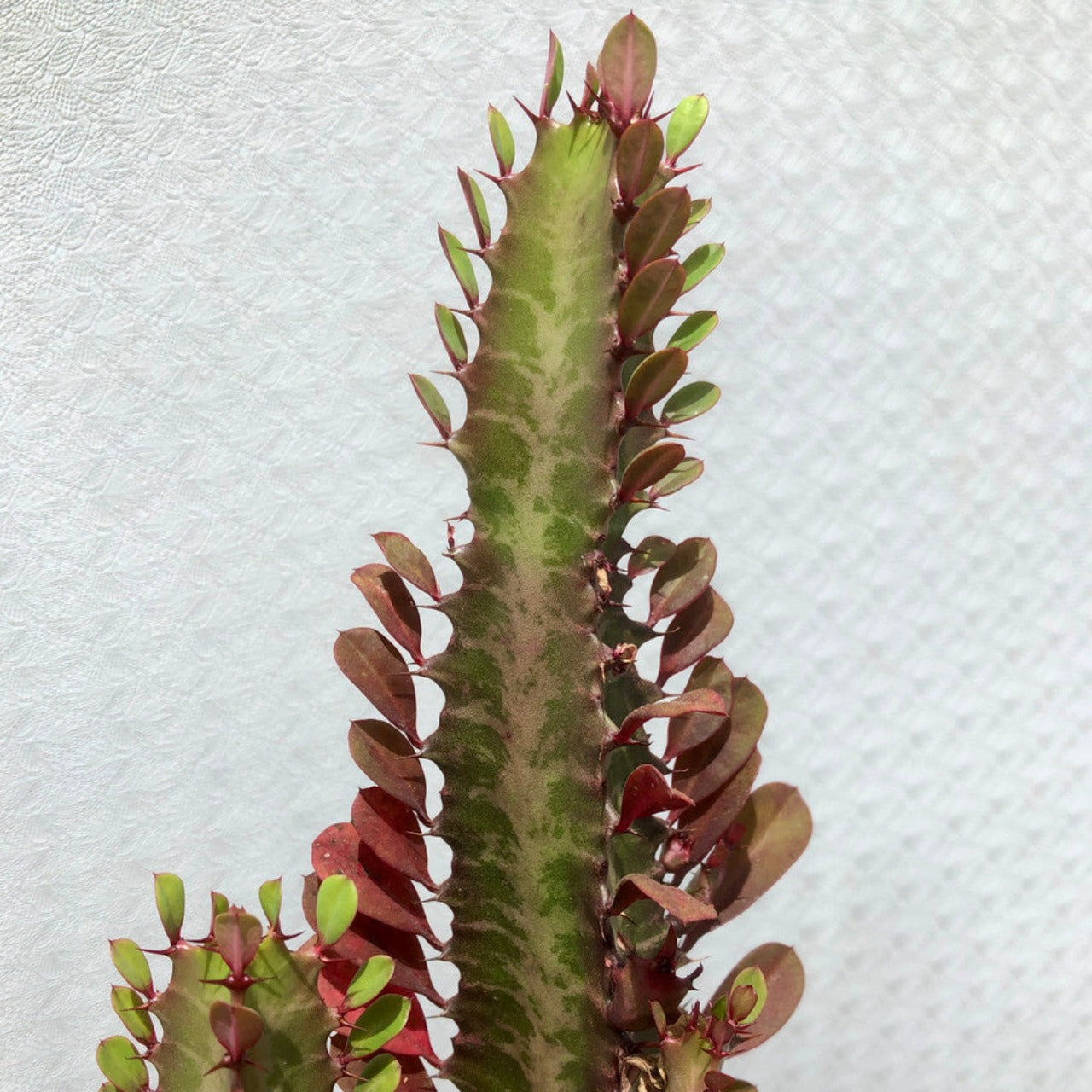 Euphorbia Trigona Rubra