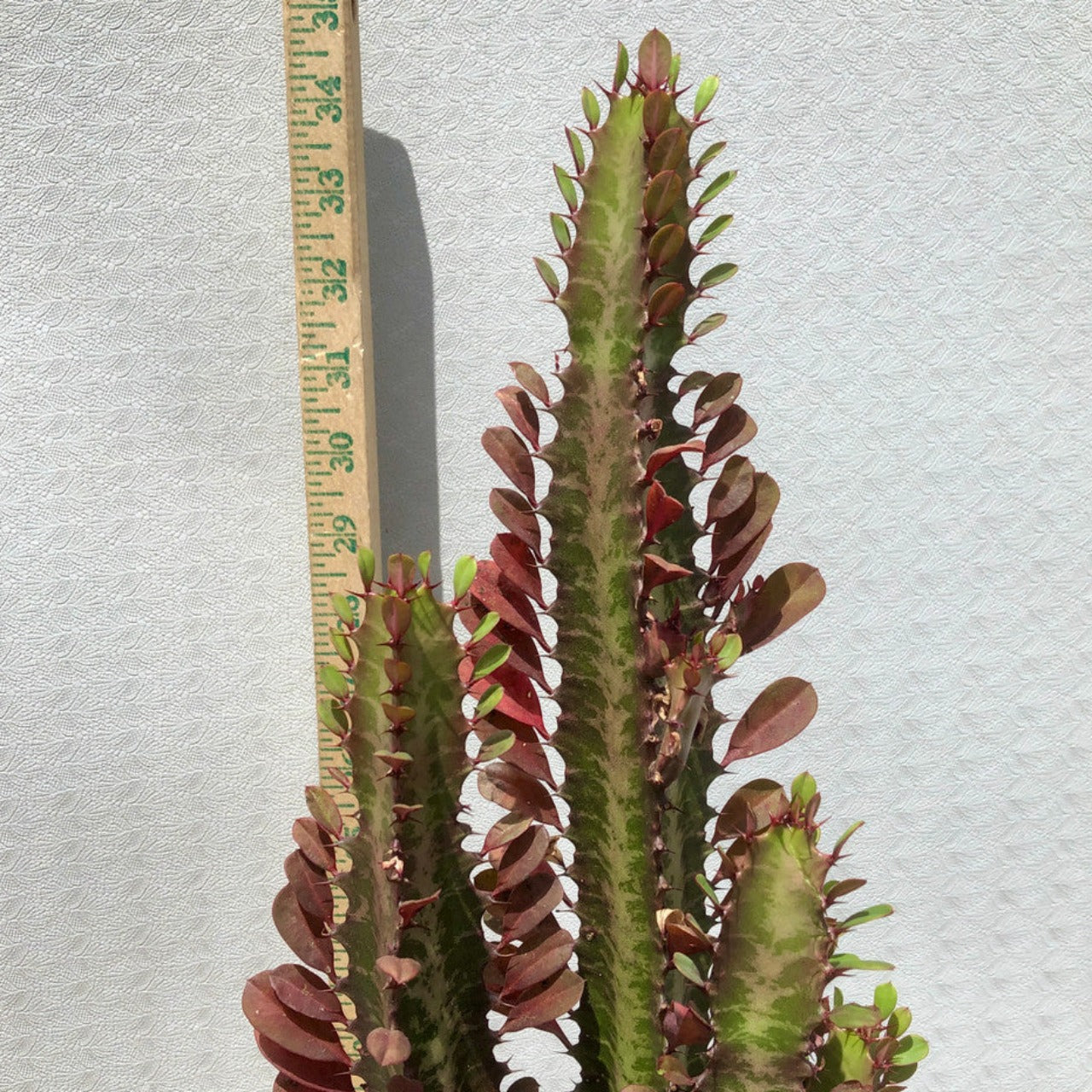 Euphorbia Trigona Rubra