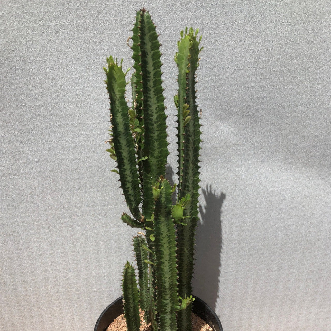 Large potted Green Euphorbia Trigona