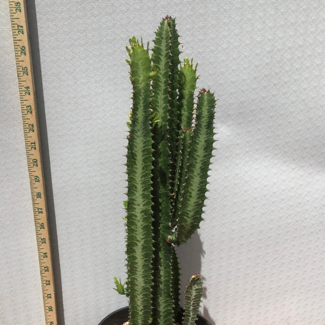 Measuring stick next to a green Euphorbia Trigona