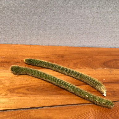 Cleistocactus Winteri Cuttings (Monkey Tail) - 2 Pack