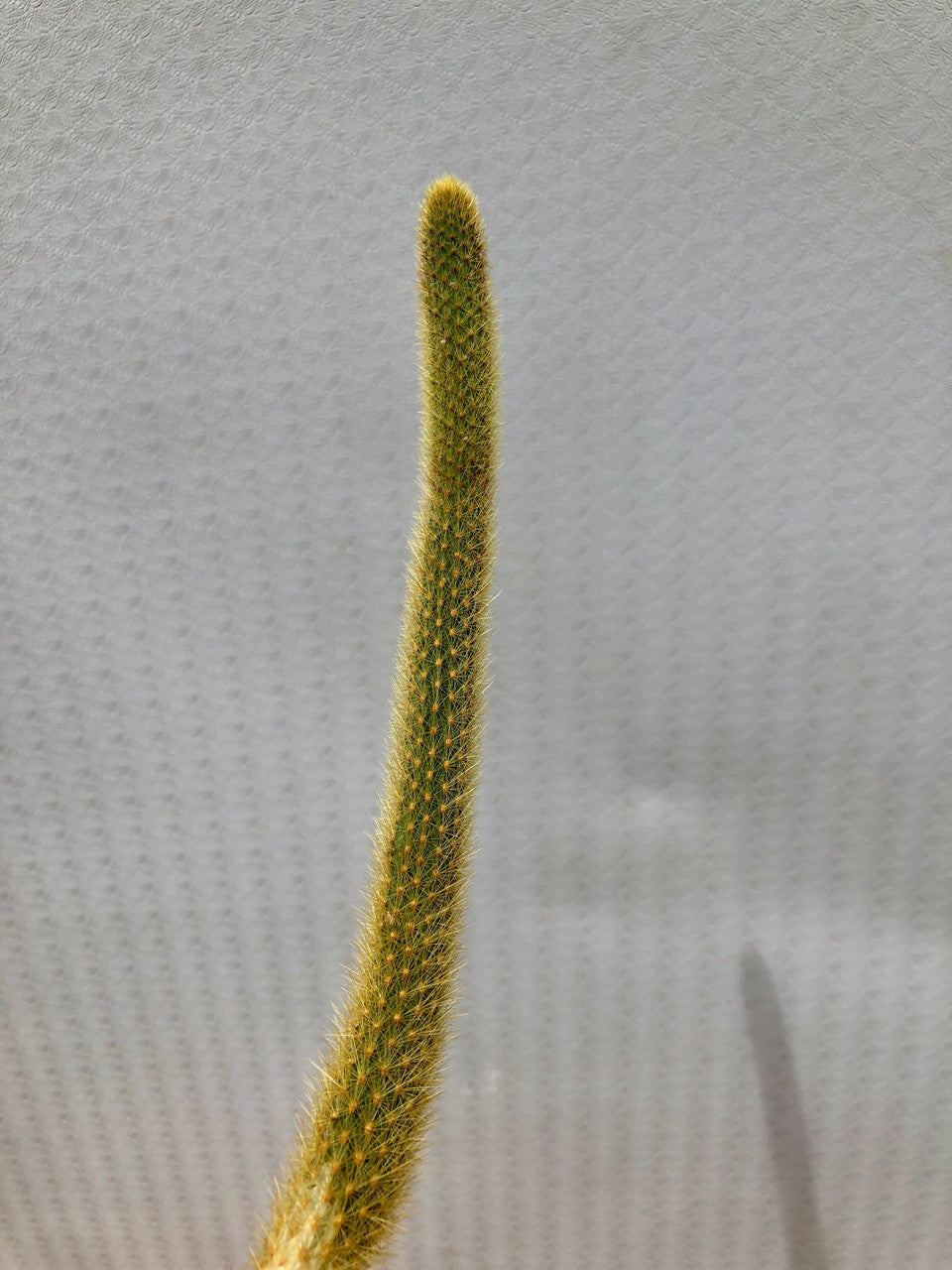 10-12 Inch Monkey Tail Cactus Cutting