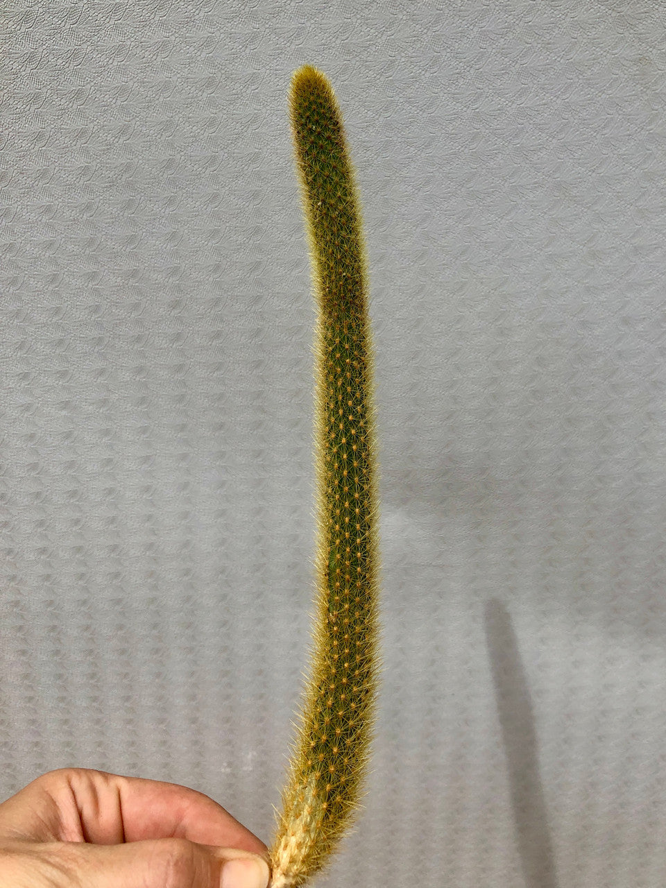 10-12 Inch Monkey Tail Cactus Cutting