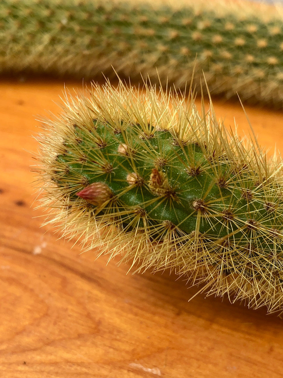 Close up of Monkey Tail Cactus