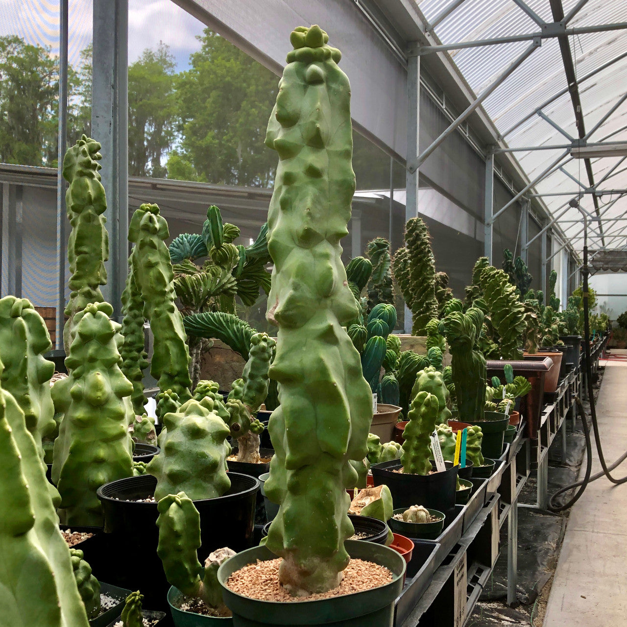Large totem pole cactus nearly 3 foot tall