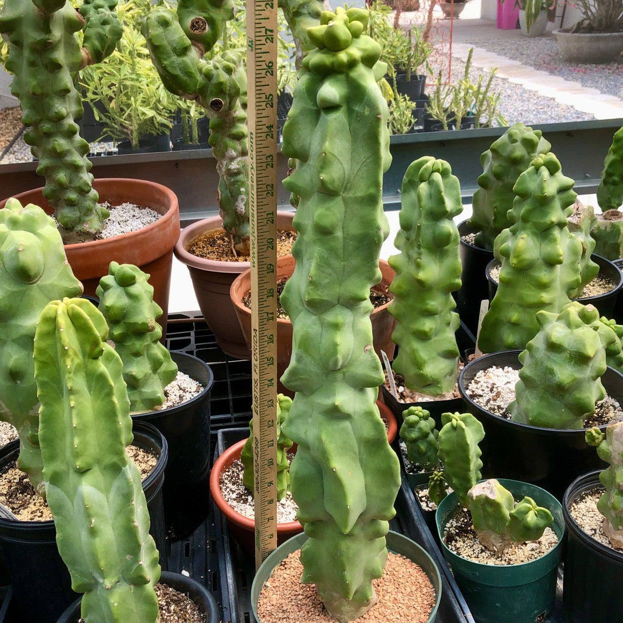 Large totem pole cactus with measuring stick