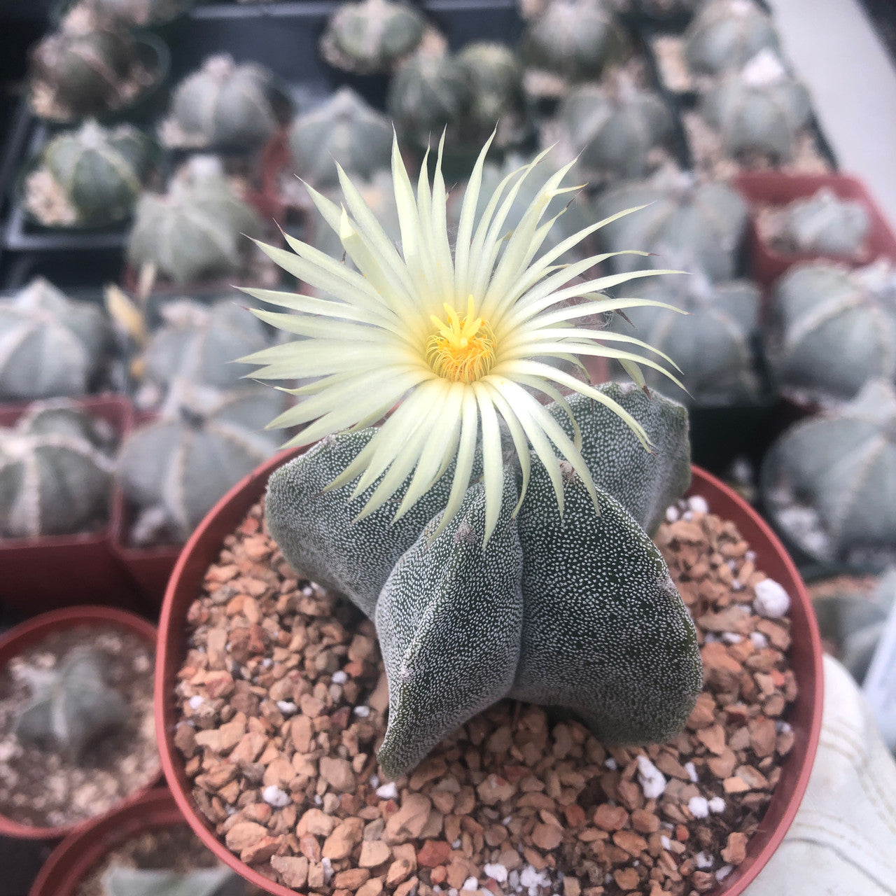 a flowering astrophytum