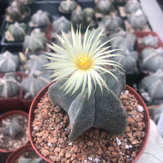 a flowering astrophytum
