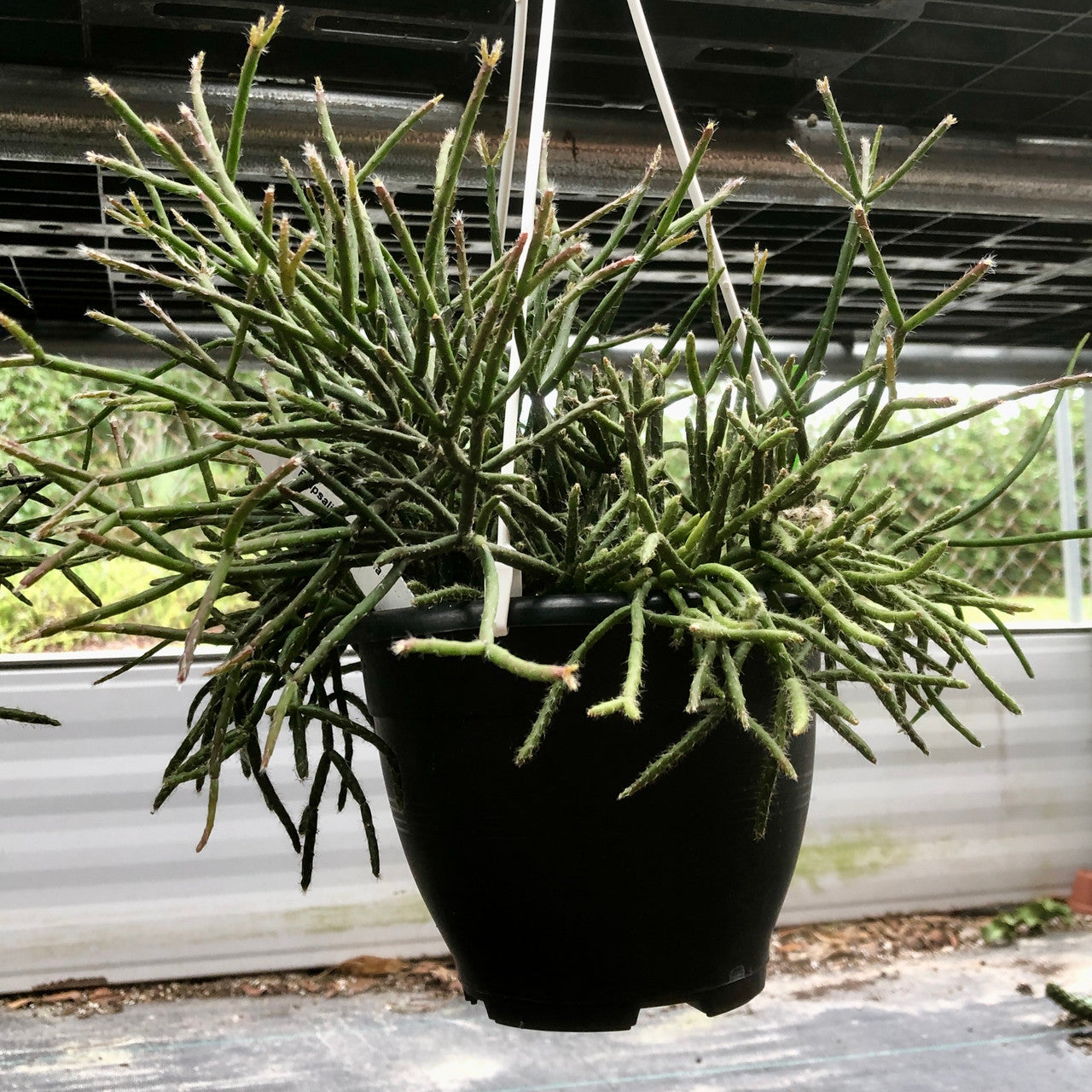 rhipsalis hanging plant Rhipsalis Cereuscula (Coral Cactus) 7" Hanging Basket
