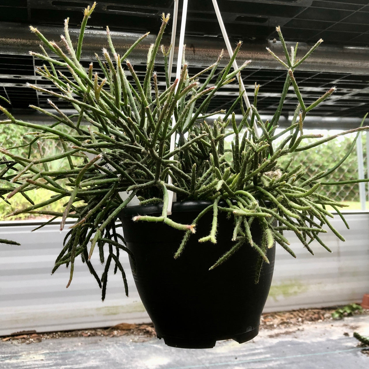 Hanging of Basket Rhipsalis Cereuscula (Coral Cactus)