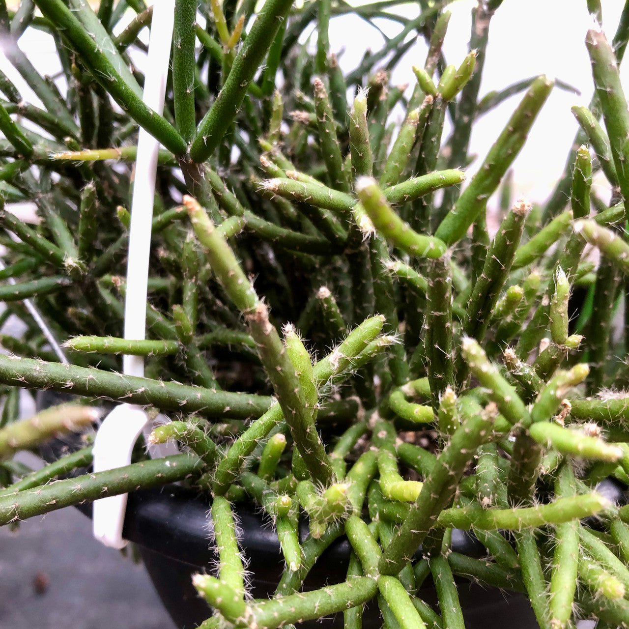 Up close photo of Rhipsalis Cereuscula aka Coral Cactus
