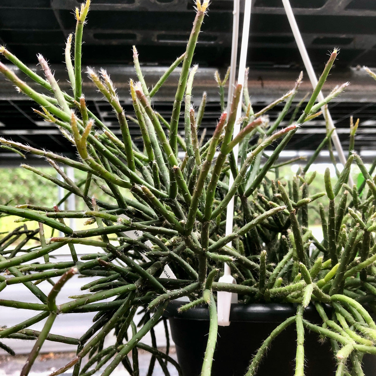 Rhipsalis Cereuscula (Coral Cactus)