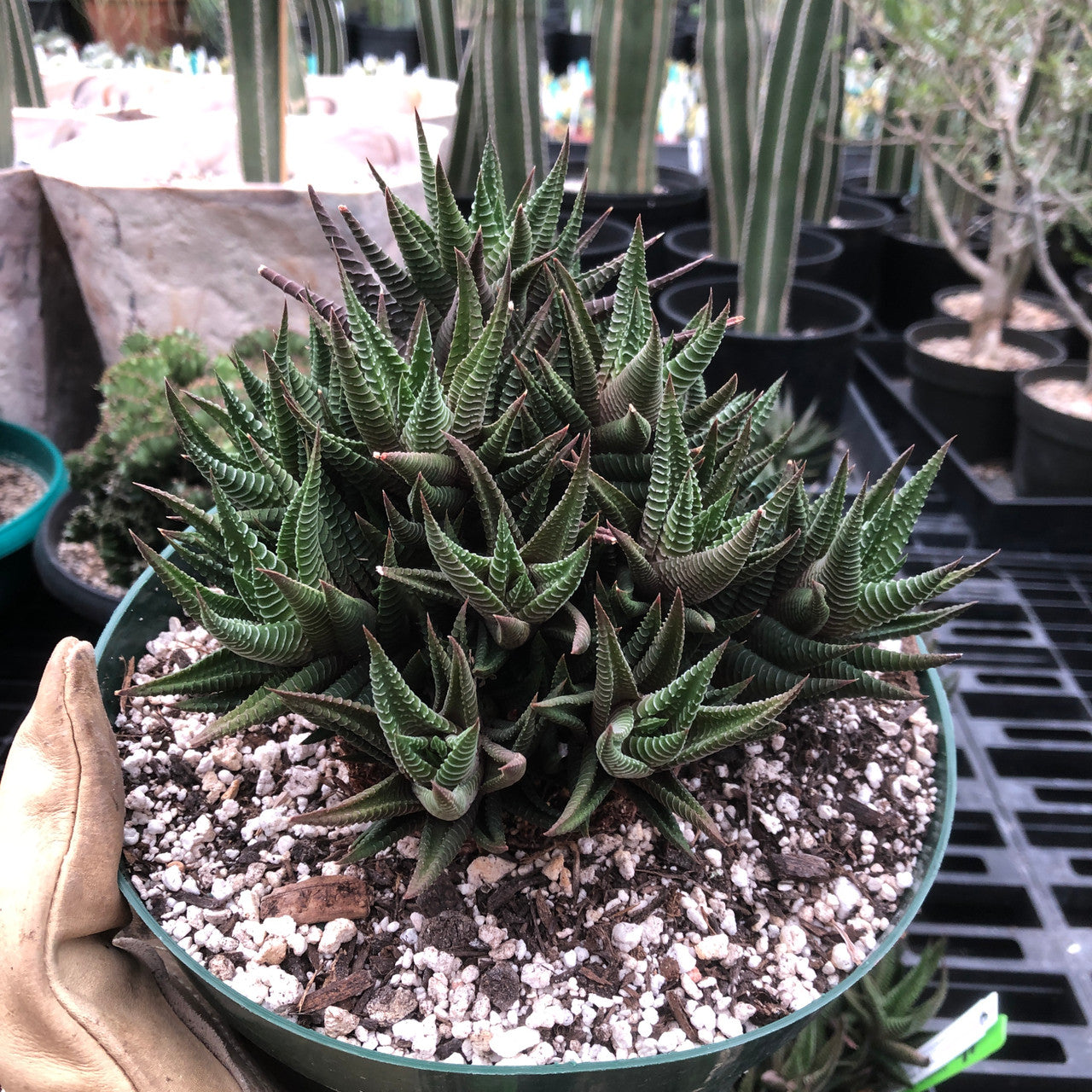 Haworthia Limifolia Hybrid
