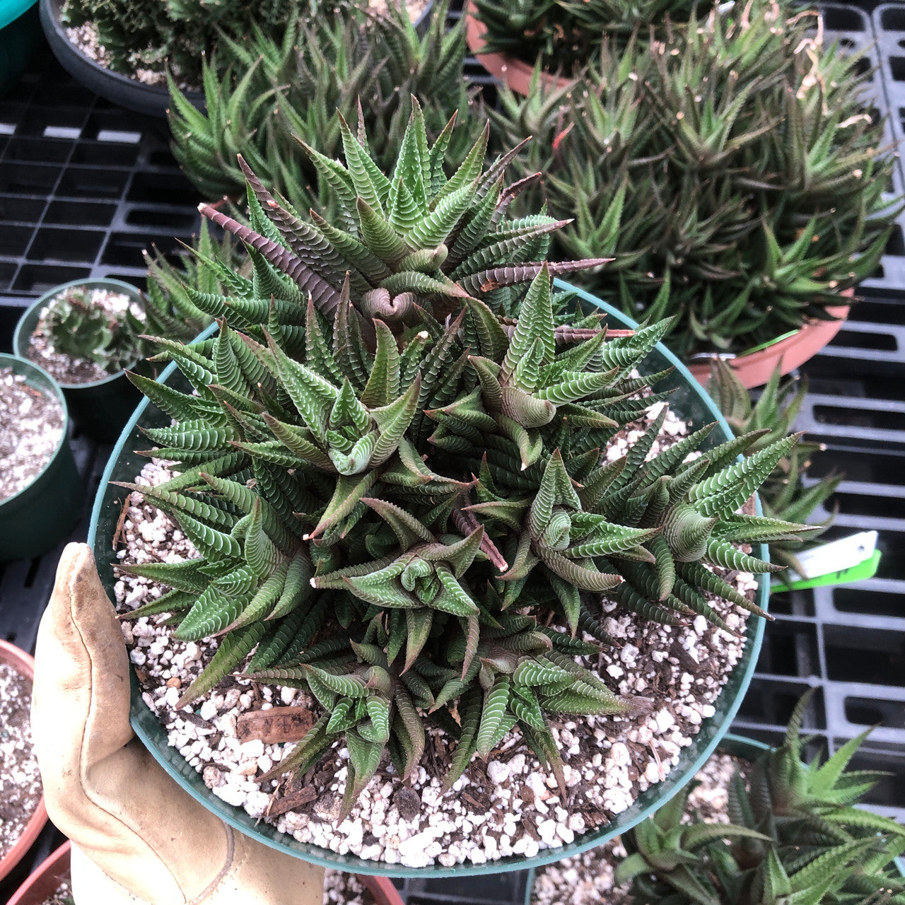 Haworthia Limifolia Hybrid