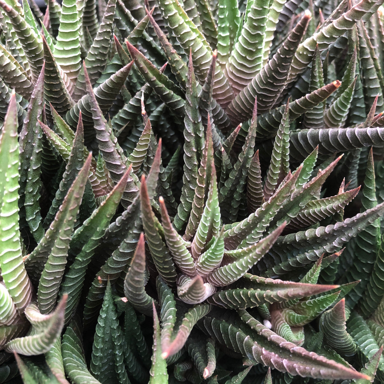 Haworthia Limifolia Hybrid