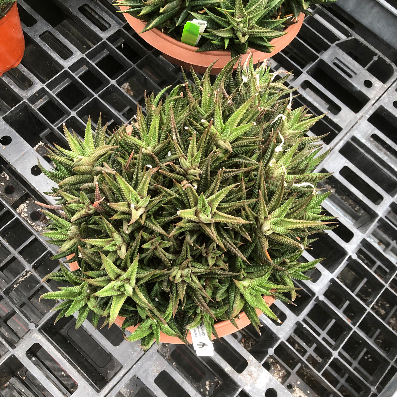 Haworthia Limifolia Hybrid