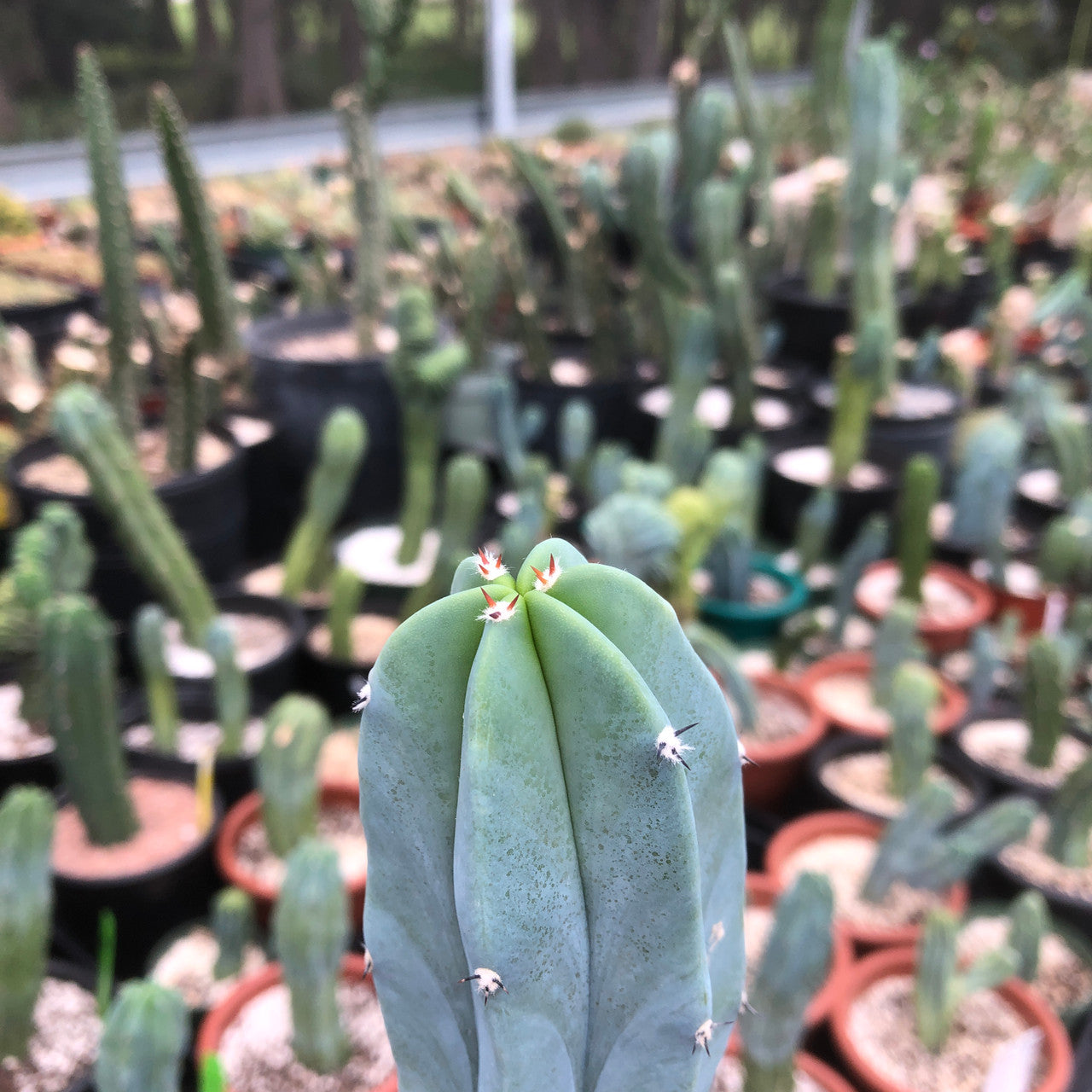 the tip of a Myrtillocactus Geometrizans close up to show detail