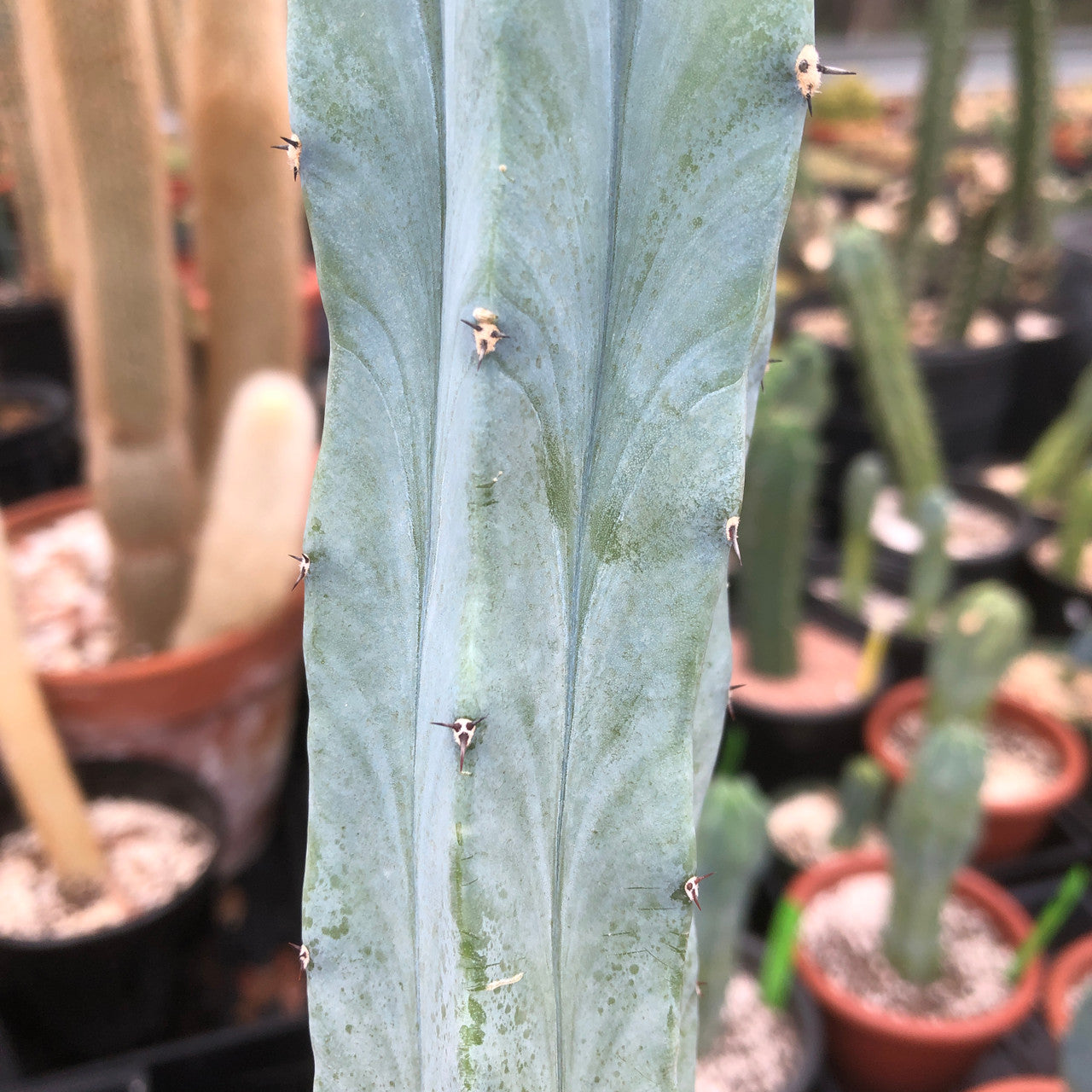 a Myrtillocactus Geometrizans close up to show detail of the color