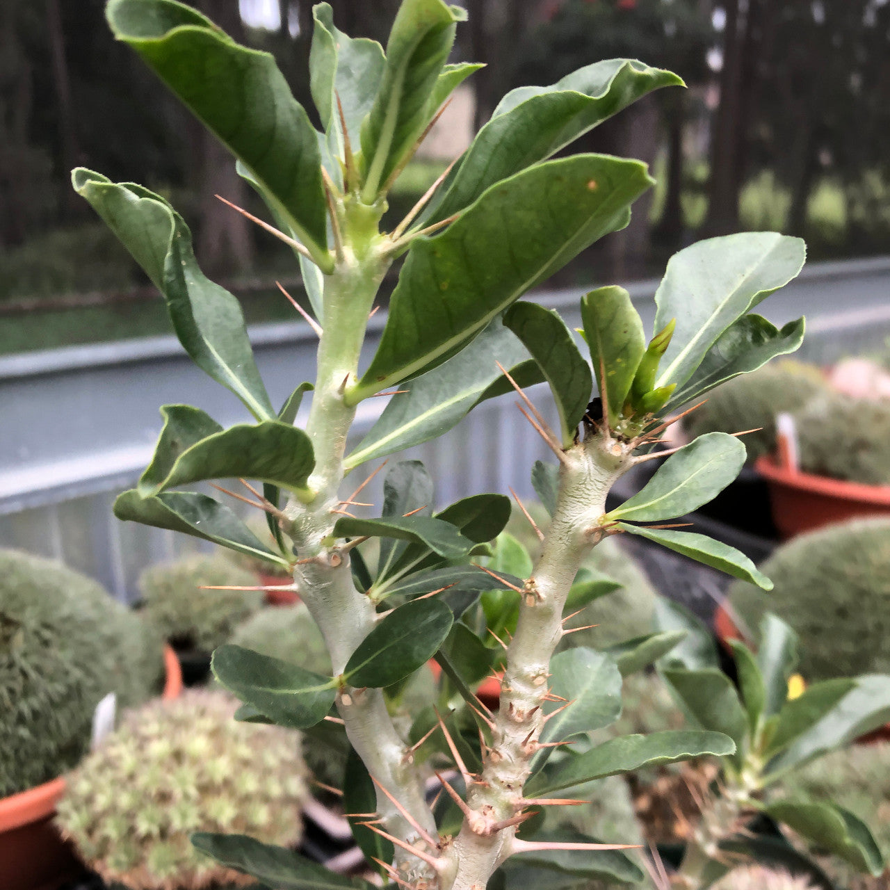 spines on a Pachypodium Saundersii