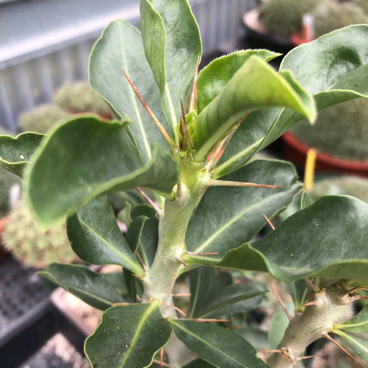 close up of the leaves on a Pachypodium Saundersii